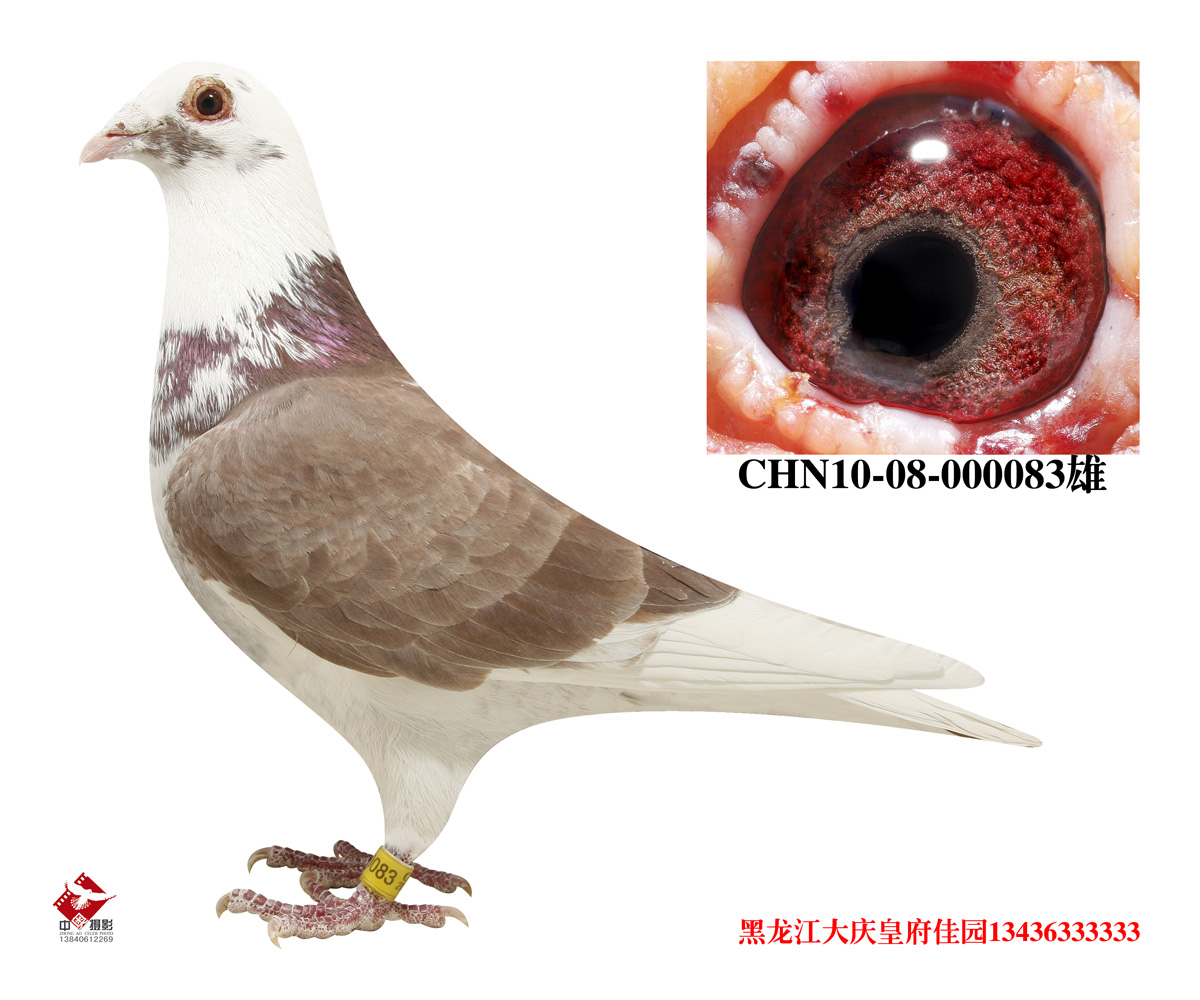 信鸽在线拍卖平台