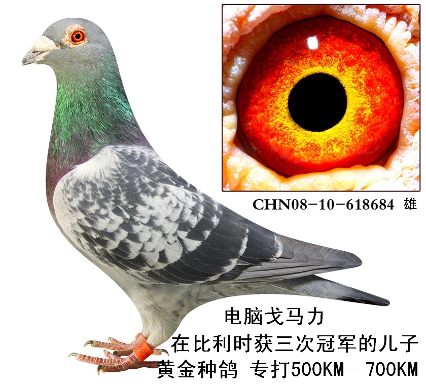 电脑戈马力 在比利时获三次冠军的儿子 保证金级 拍卖