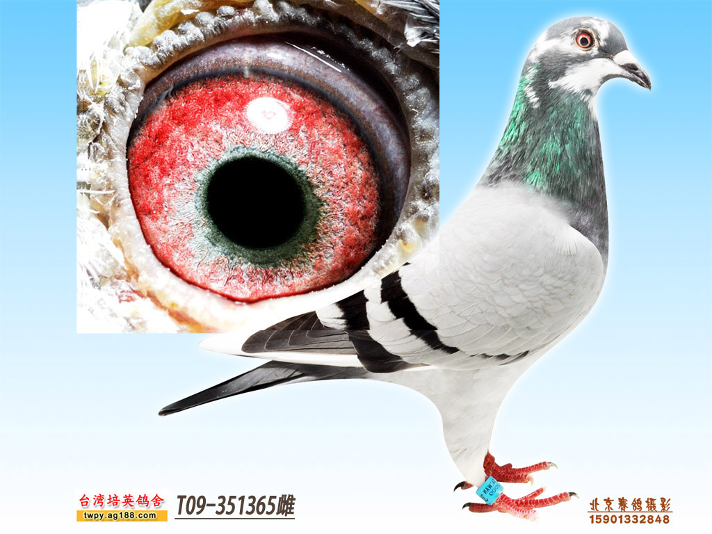 杨格多拉斯种雌365 保证金级 拍卖