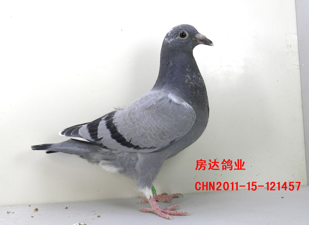 H36016.jpg
