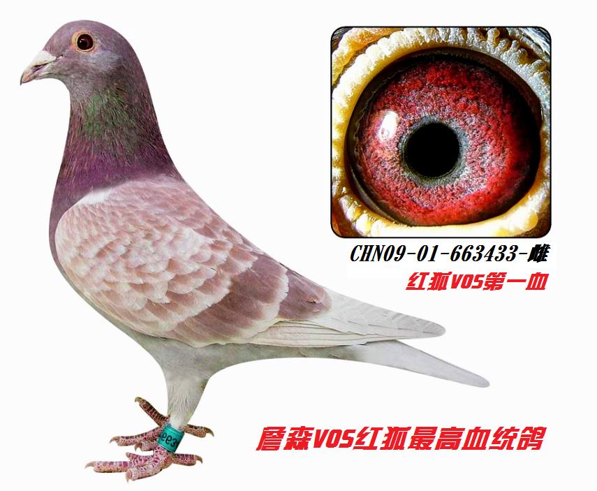 信鸽在线拍卖平台