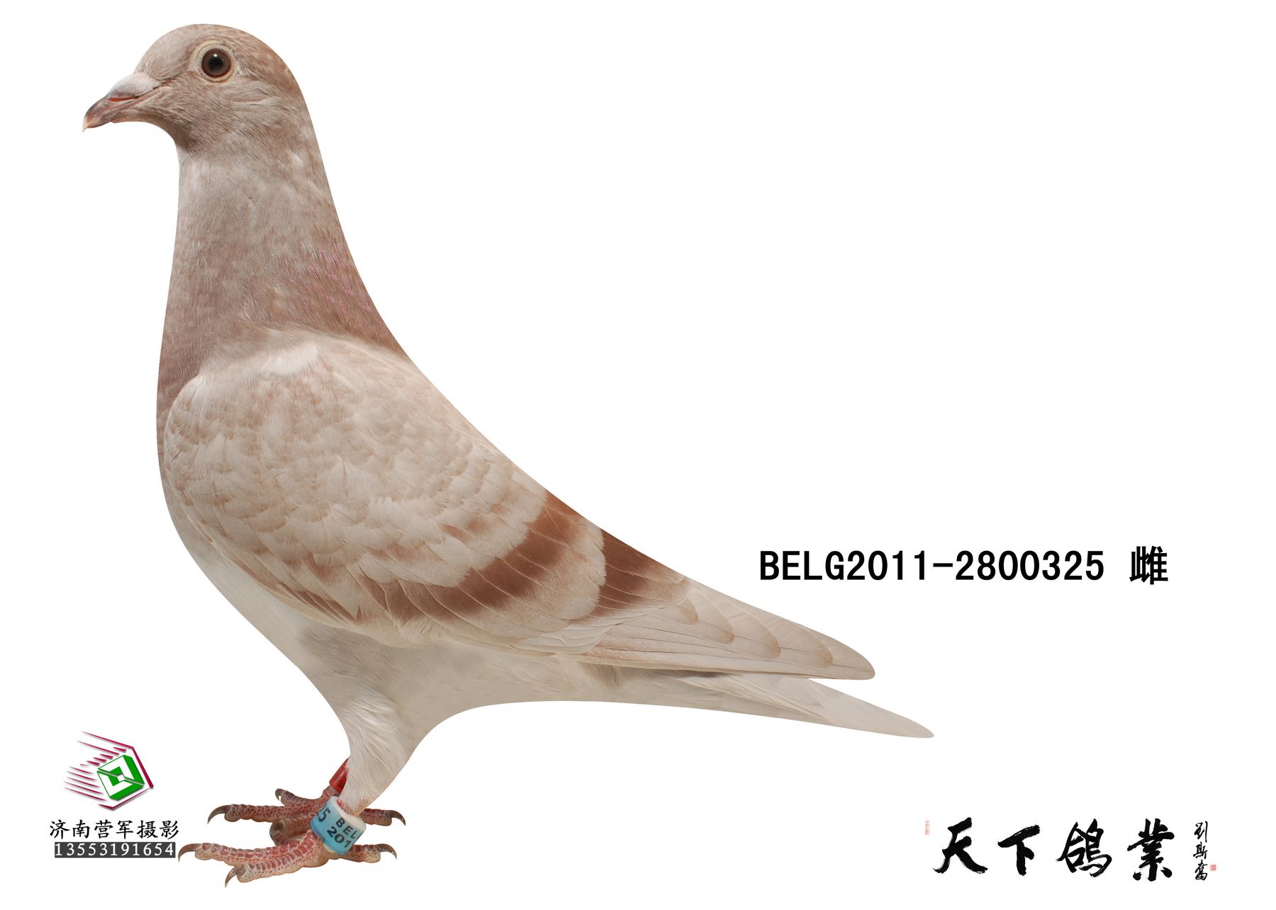 信鸽在线拍卖平台