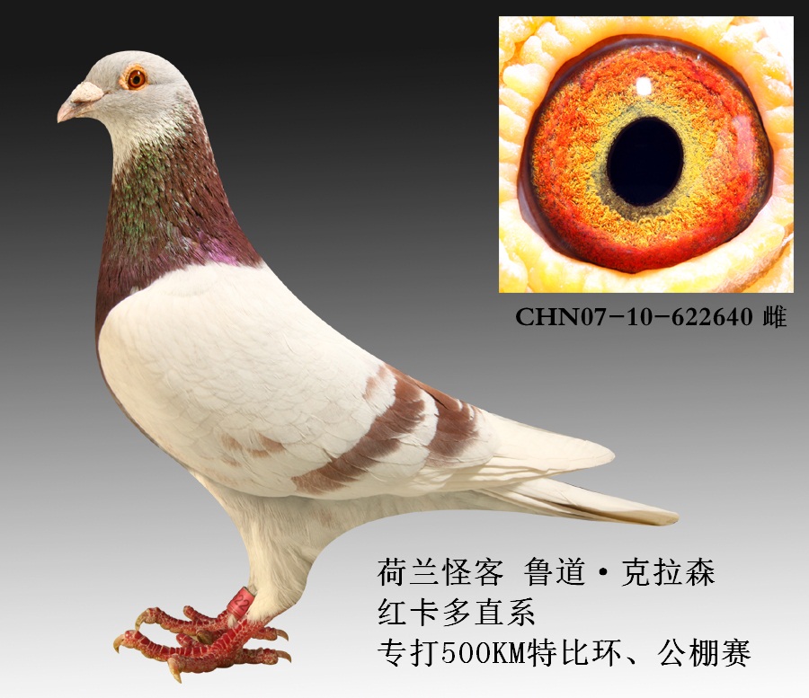 信鸽在线拍卖平台 - 中国信鸽信息网