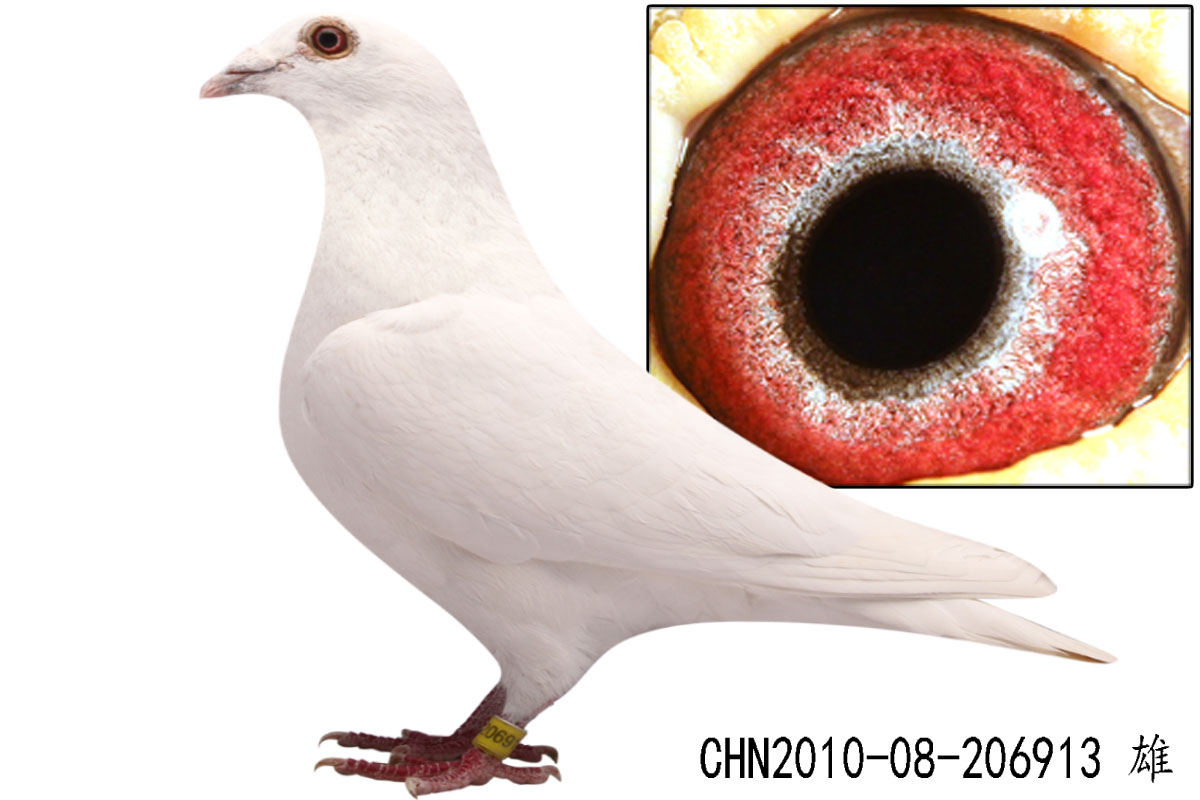 信鸽在线拍卖平台