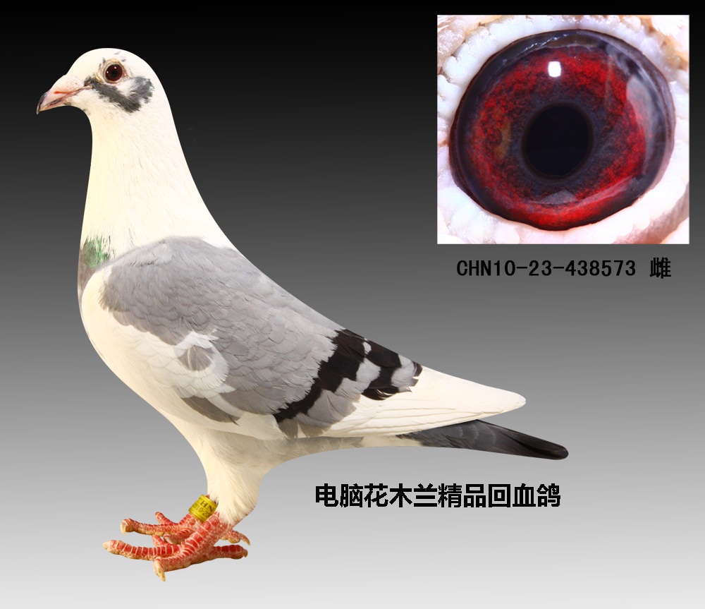 信鸽在线拍卖平台 - 中国信鸽信息网