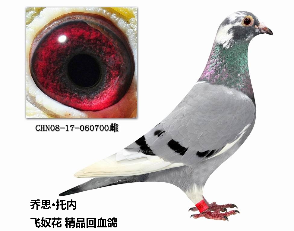 乔思·托内 飞奴花 精品回血鸽700 保证金级 拍卖