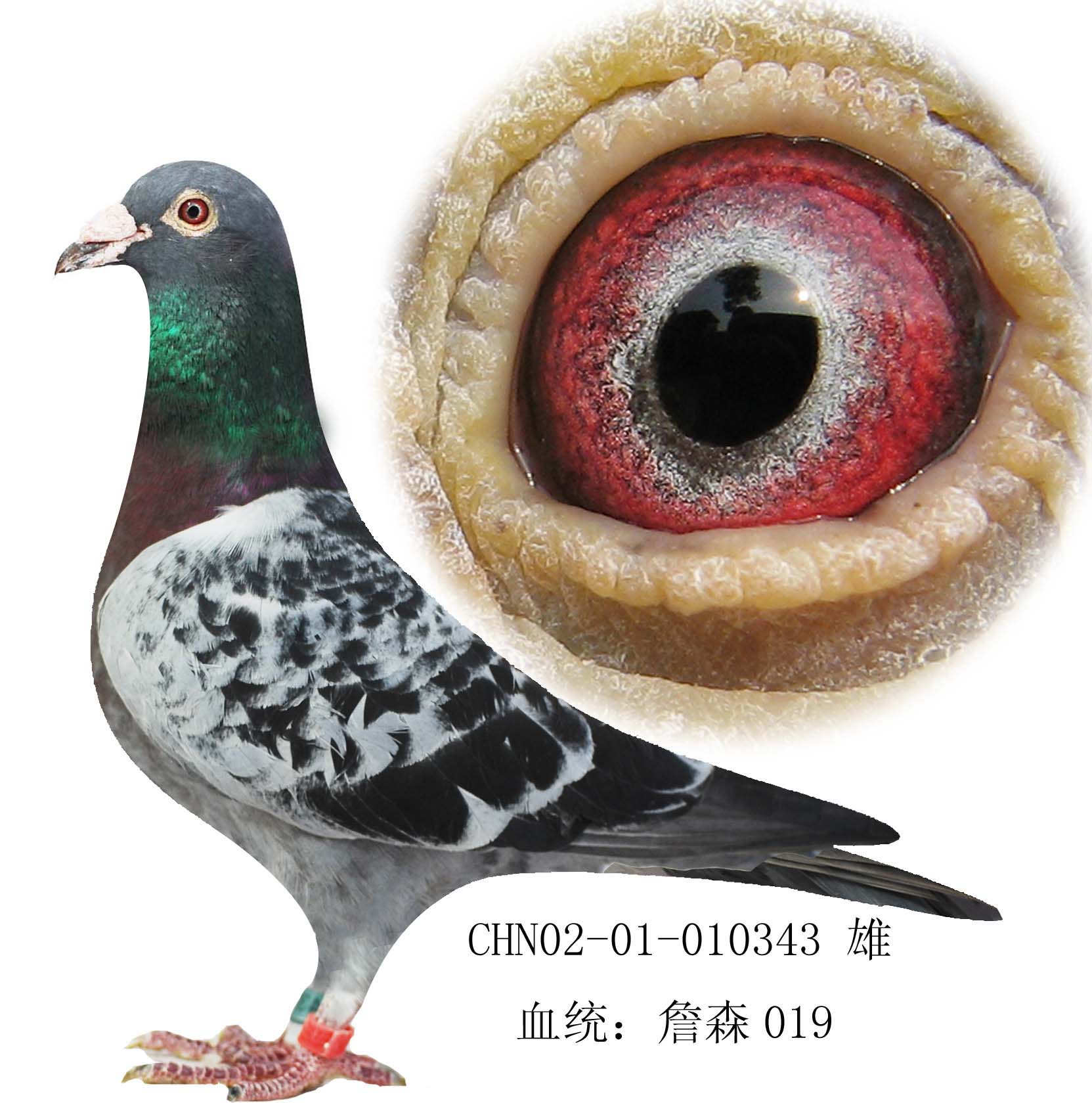 詹森019 保证金级 拍卖