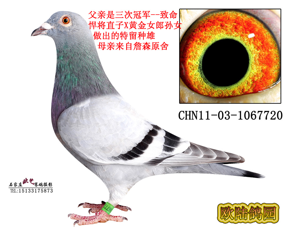 山格斯x考夫曼x詹森 保证金级 拍卖