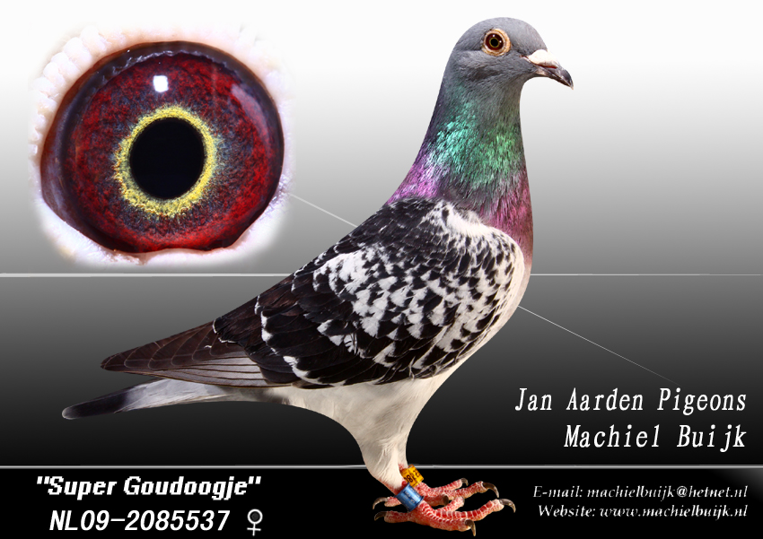 信鸽在线拍卖平台