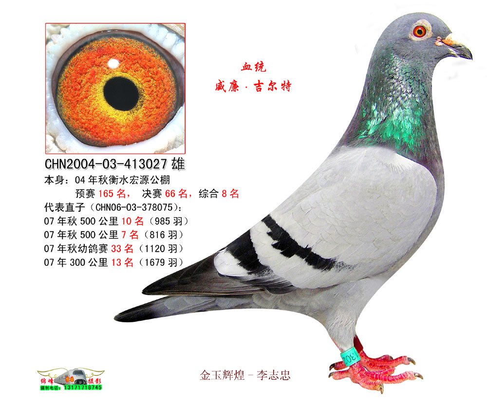 正丰信鸽摄影