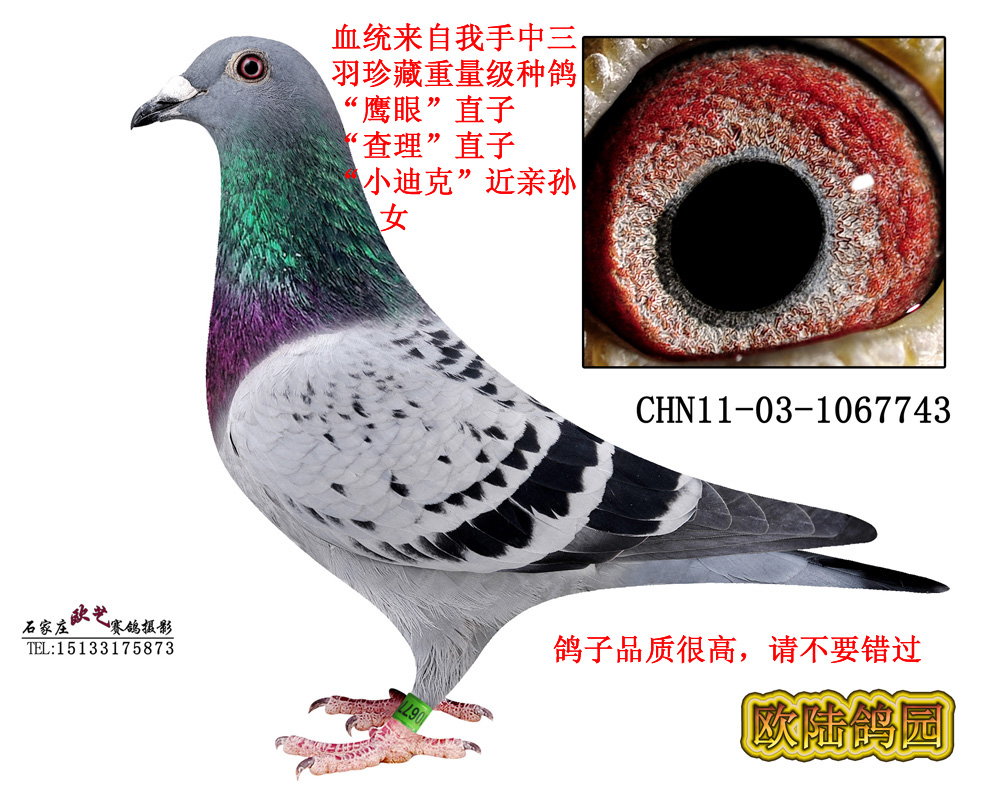 >> 查看拍卖商品