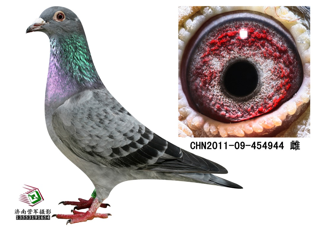 信鸽在线拍卖平台+-+中国信鸽信息网