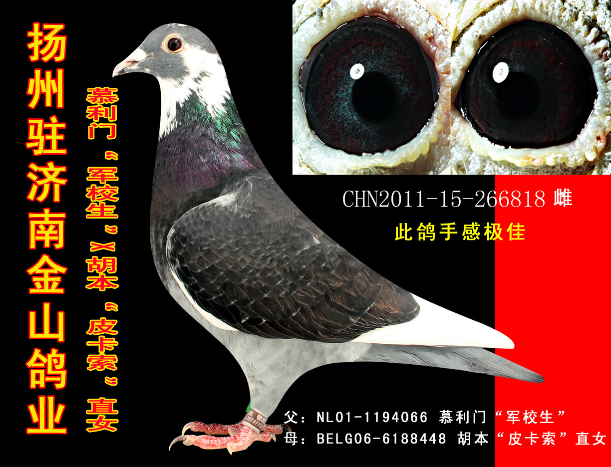 山东金山鸽业