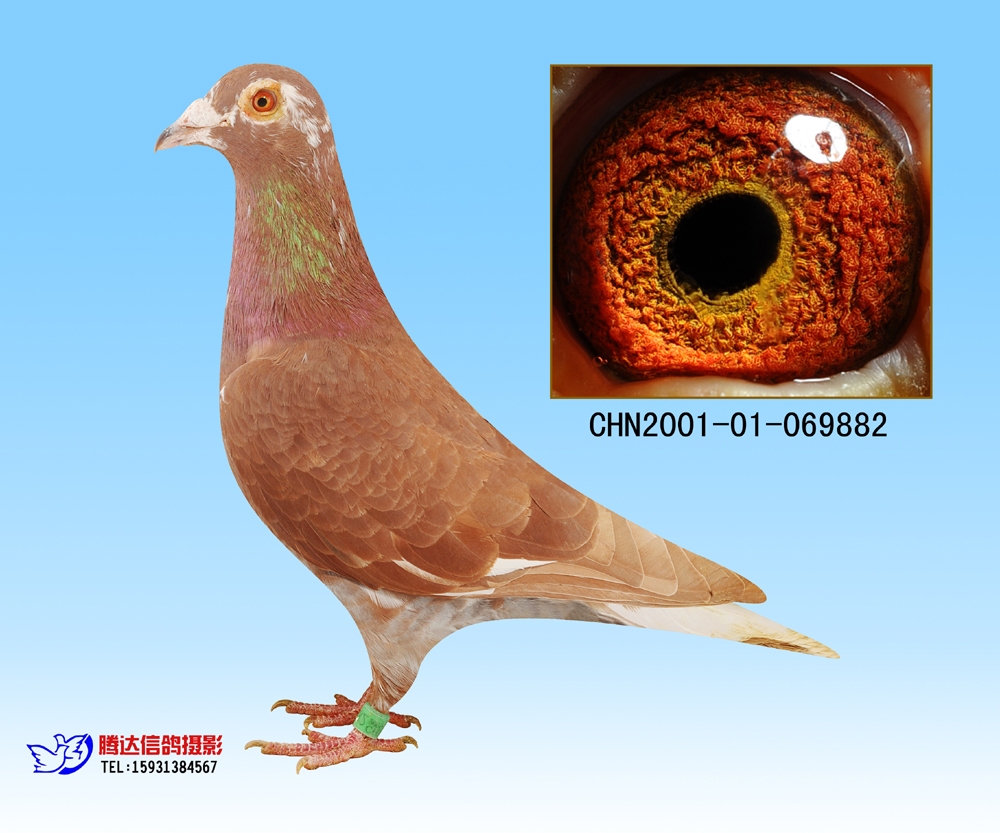 信鸽在线拍卖平台