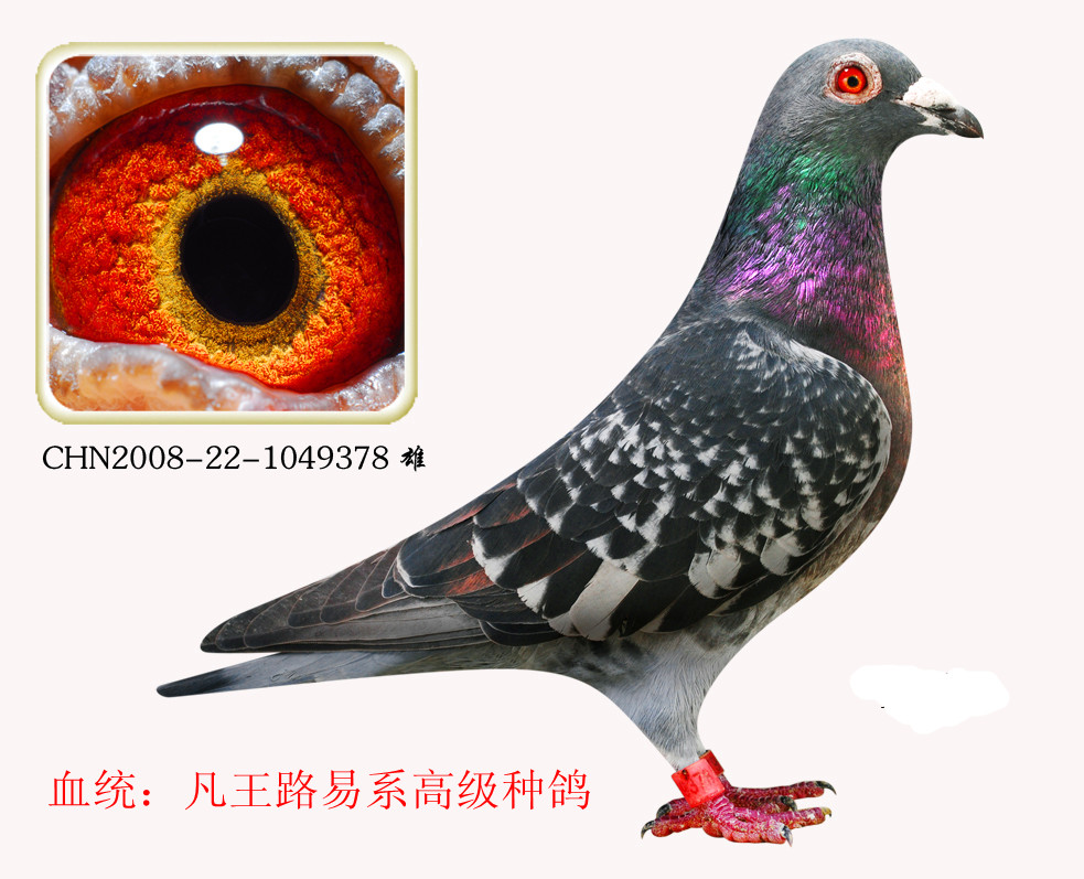 凡王路易高级种鸽378(本舍推荐) 保证金级 拍卖
