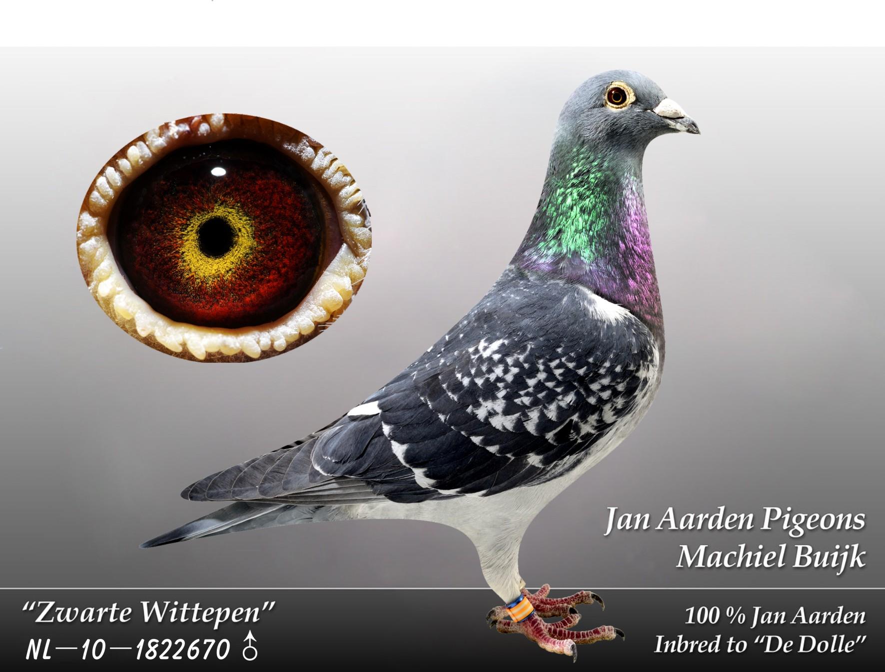 天津火箭基地鸽业