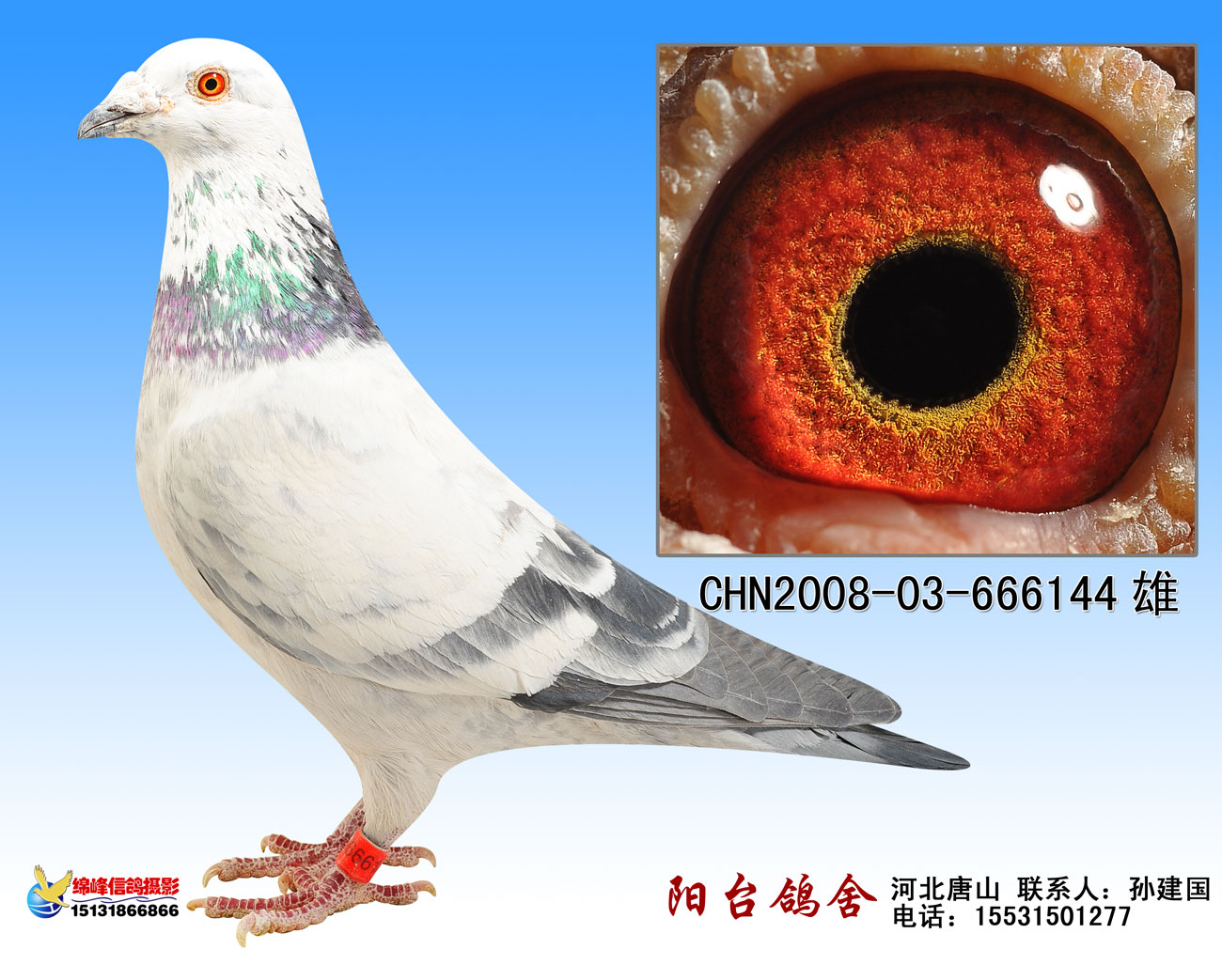 詹森x林波尔144 保证金级 拍卖