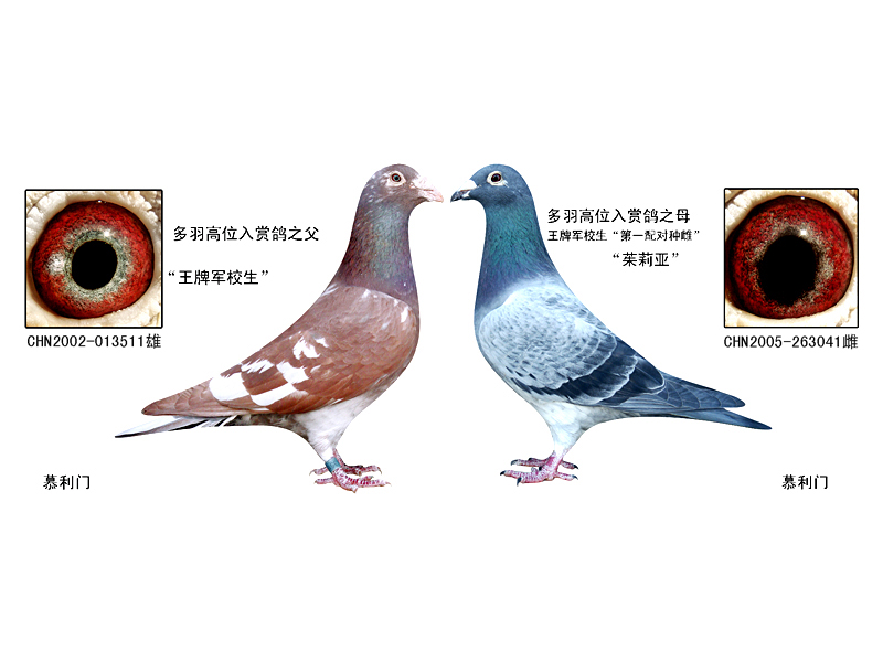 信鸽在线拍卖平台+-+中国信鸽信息网