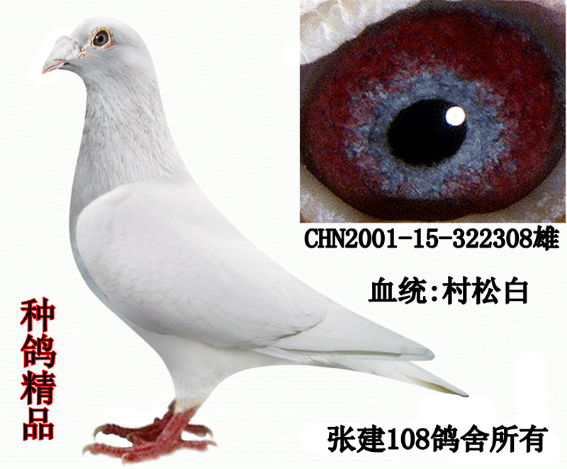 信鸽在线拍卖平台