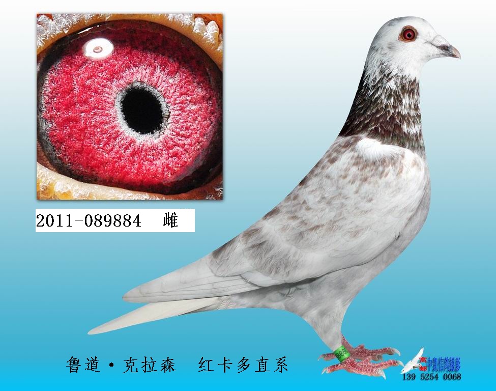 1.鲁道·克拉森 红卡多直系 089884 保证金级 拍卖