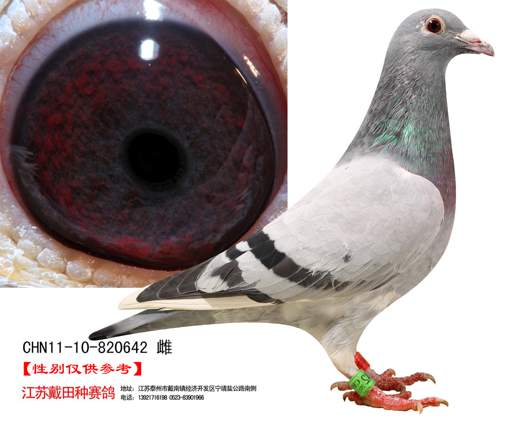 首 页  铭 鸽  新鸽上架  推荐铭鸽  定价鸽  信鸽拍卖 黄金配对