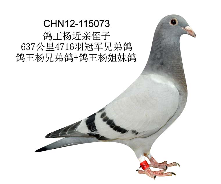 利奥·贺尔曼斯"鸽王杨"近亲 - 3 保证金级 拍卖