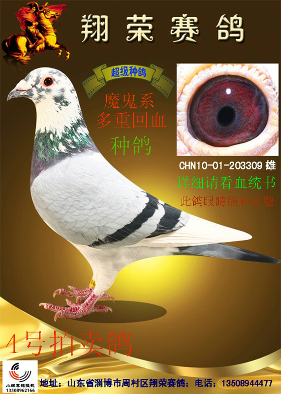 詹森"魔鬼系"多重回血"种鸽" 保证金级 拍卖