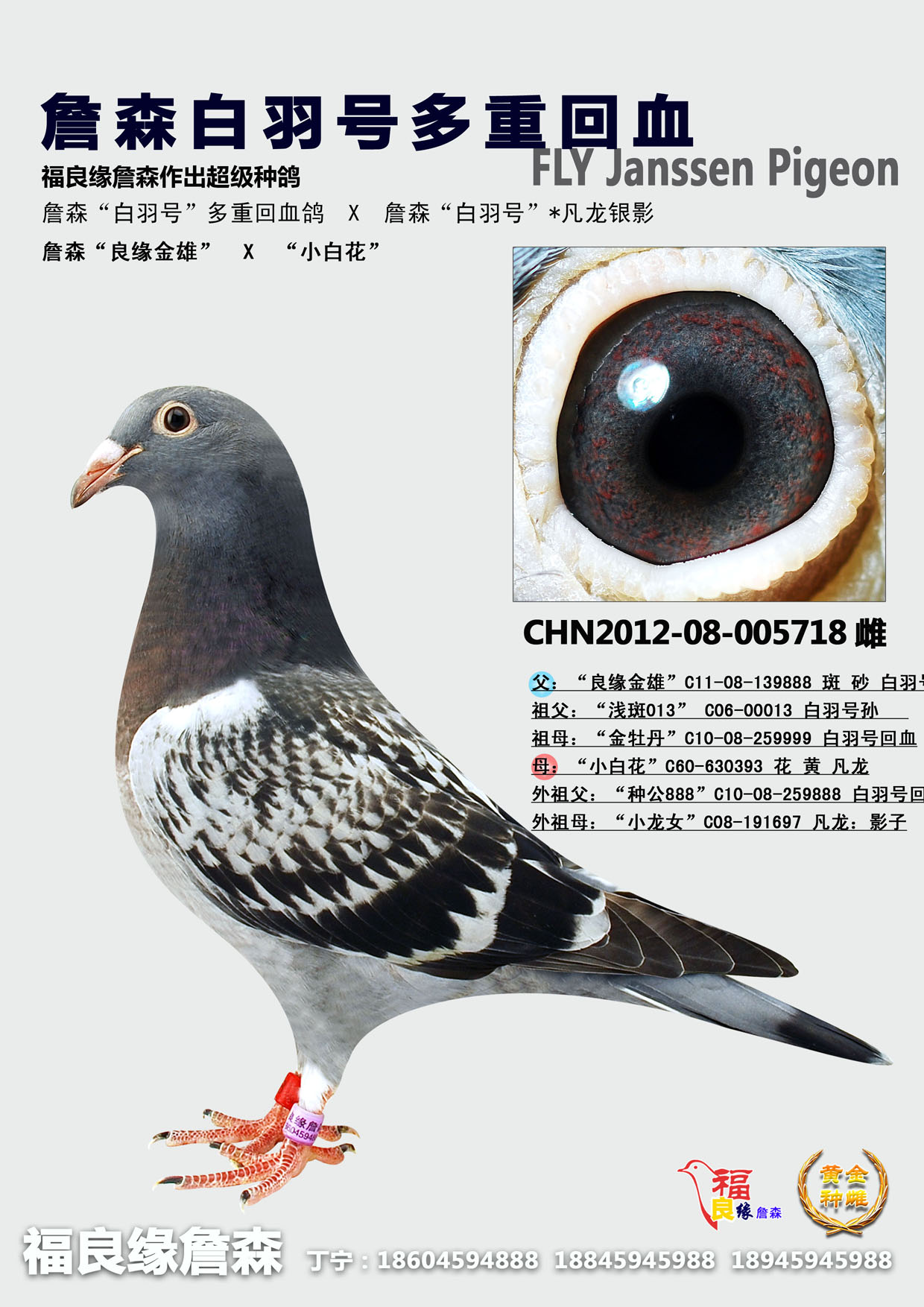 詹森白羽号多重回血【推荐】 保证金级 拍卖