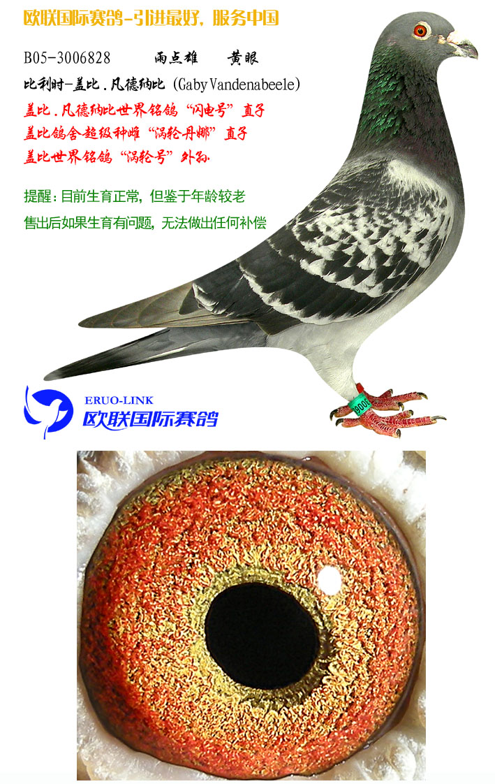 信鸽在线拍卖平台 - 中国信鸽信息网