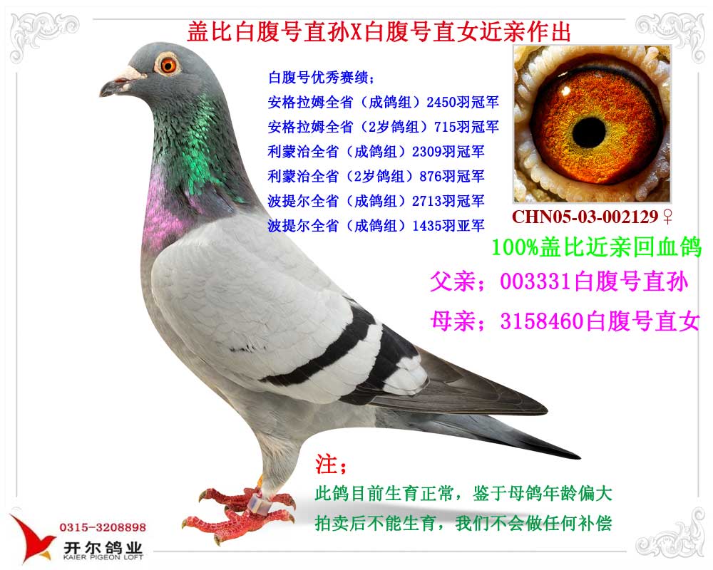 盖比白腹号直孙x盖比白腹号直女近亲回血 保证金级 拍卖