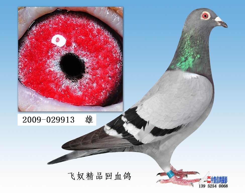 信鸽在线拍卖平台