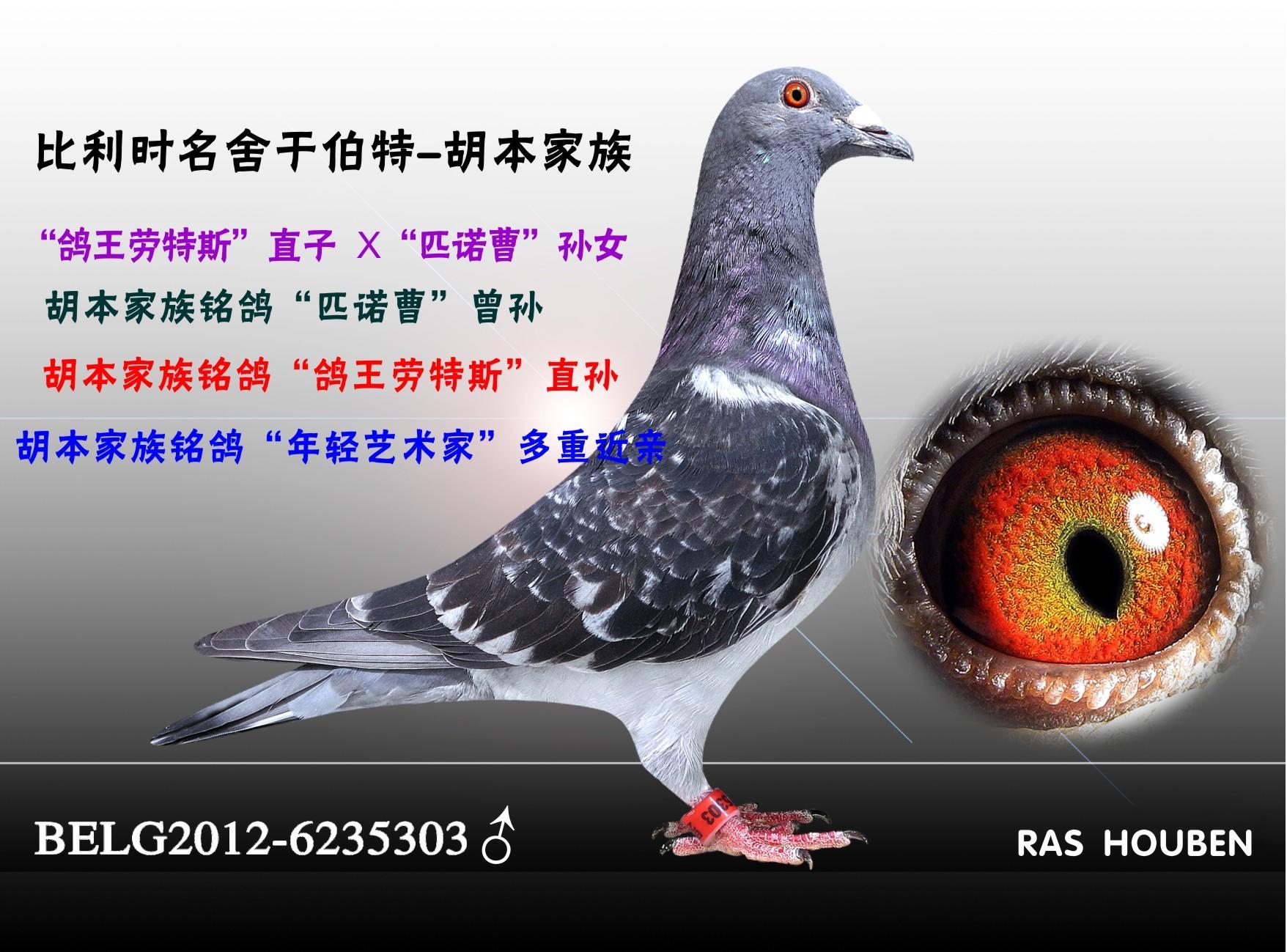 天津火箭基地鸽业 - 中信网铭鸽展厅 www.ag188.com