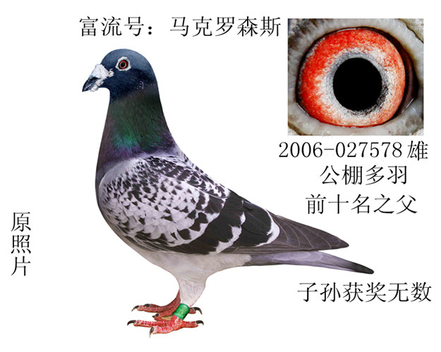 翔荣鸽业:富流号马克罗森x冠军迪迪:直子 保证金级 拍卖