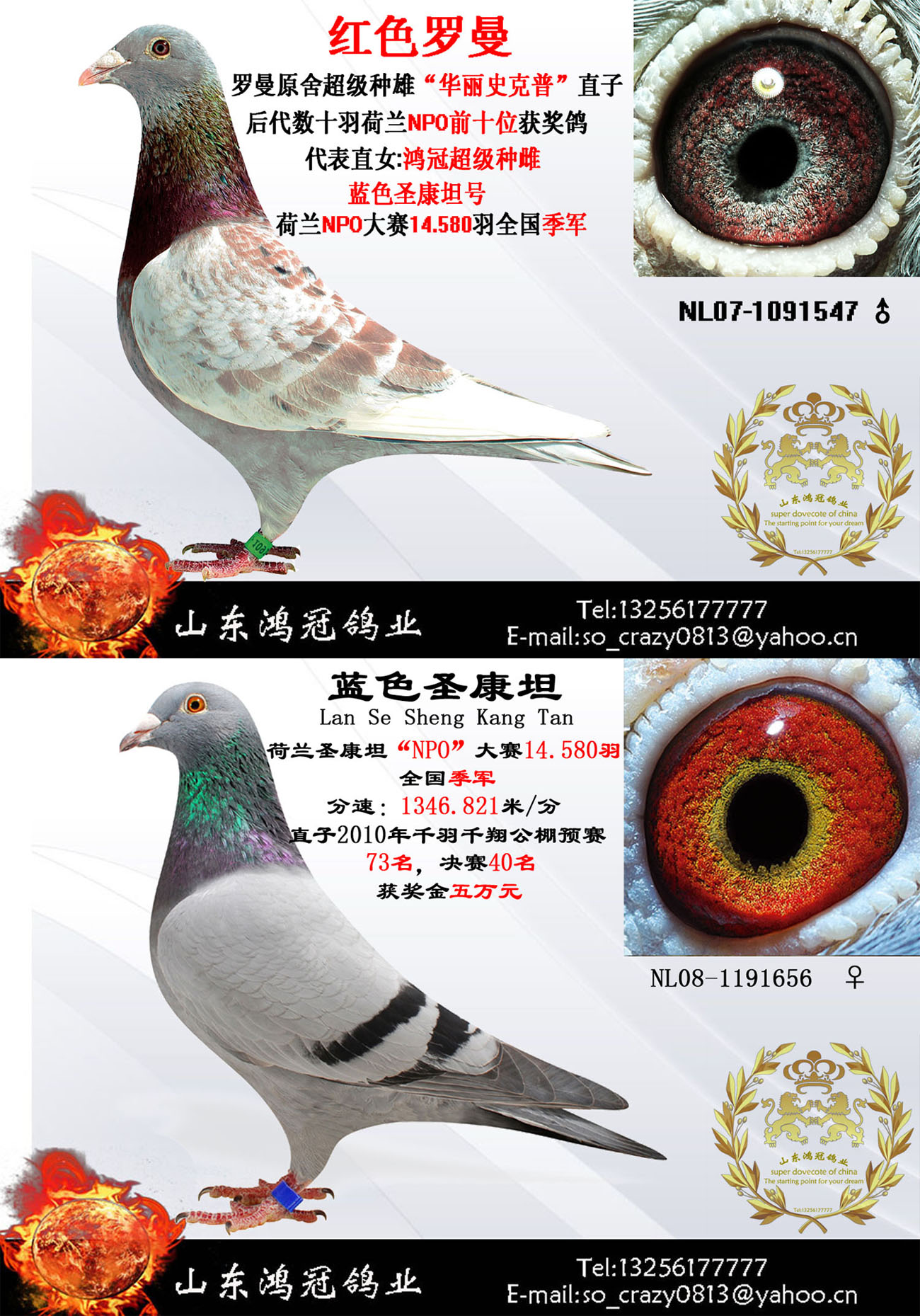信鸽在线拍卖平台 - 中国信鸽信息网