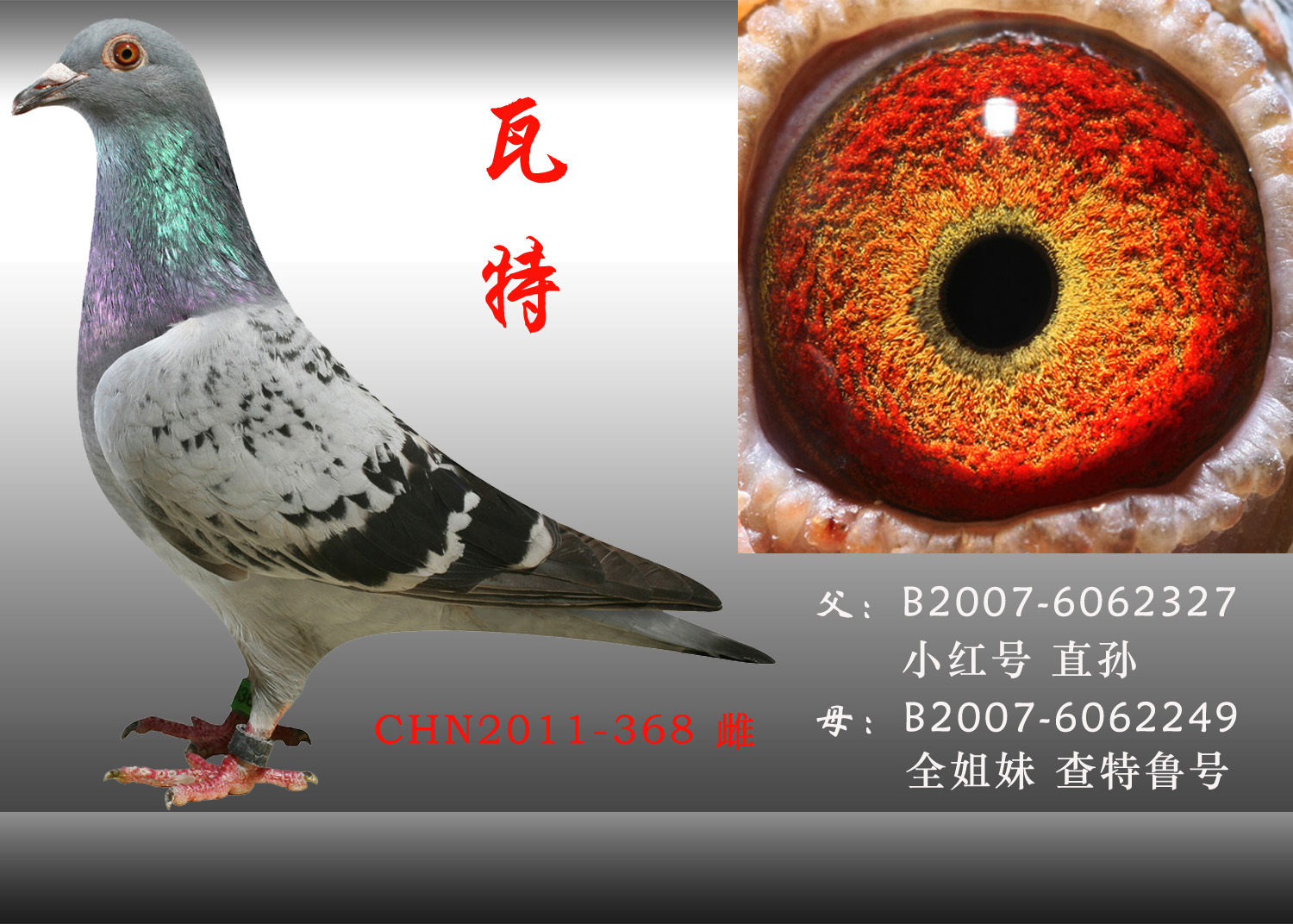 瓦特*瓦特 保证金级 拍卖
