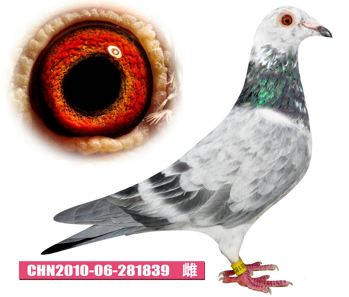 银色瑞迪 CHN10-06-2810839 花 黄 雌 东北虎赛鸽精英中心作出 噶斯栋凡德瓦尔大铭鸽魅影骑士直孙X卡士伯(奶酪小子)外孙女近亲回血作出。 同父异母弟(近亲)获2011年五台山决赛78名 注:噶斯栋-凡德瓦尔家的麒麟花成绩非常优秀,不亚于国内任何麒麟花名鸽,他的麒麟花与国内任何麒麟花的血统都不同,引进后可与国内知名麒麟花同羽色互配,希望喜欢麒麟花羽色的朋友不要放过! 父:银色格罗姆 B07-6033128 花 黄 雄 噶斯栋-凡德瓦尔作出 钻石种公魅影骑士直孙 大铭鸽卡仕伯双重近亲回血作出