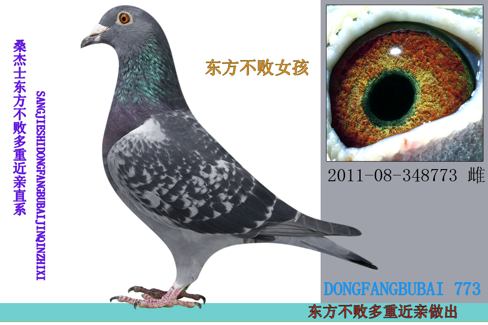 桑杰士东方不败多重近亲做出 保证金级 拍卖