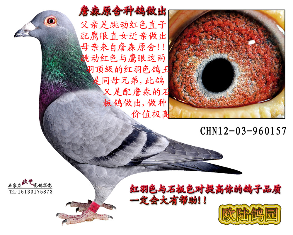 9-詹森原舍种鸽做出 保证金级 拍卖