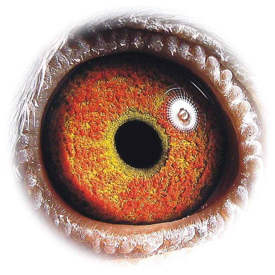 上军校但眼睛不合格,该怎么办,成绩特好的行吗