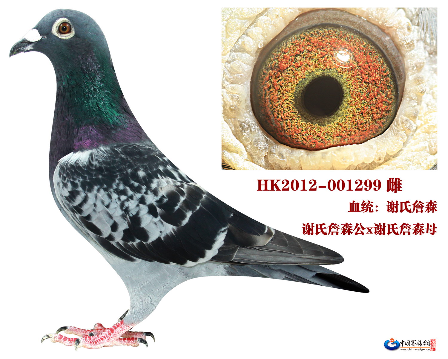 空运:按次数计算,得标1羽及多羽,每次均按350元支付,鸽友必须自行到