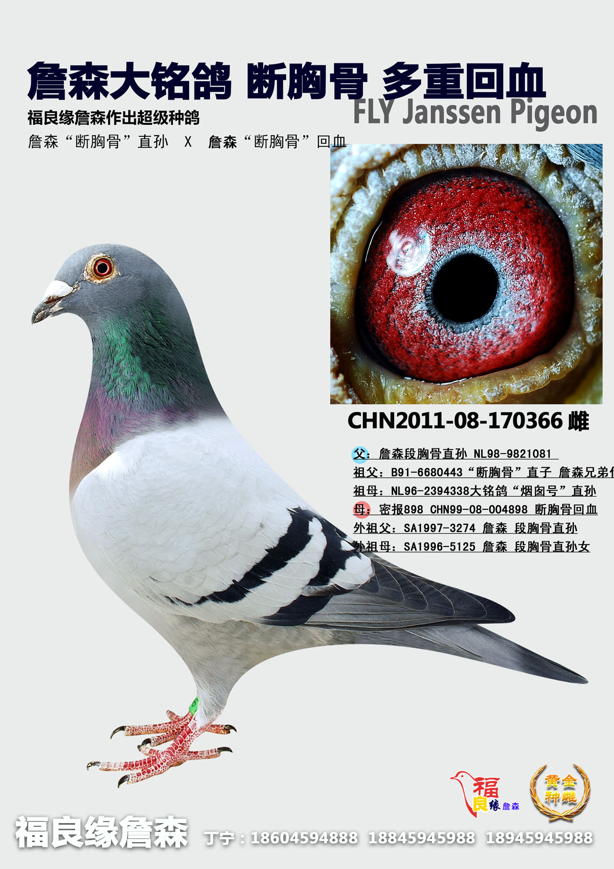 詹森断胸骨多重回血【推荐】 保证金级 拍卖