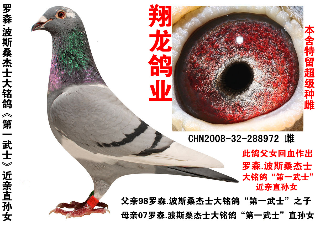桑杰士近亲 保证金级 拍卖