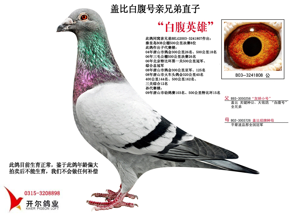 盖比:【白腹号】亲兄弟直子 保证金级 拍卖