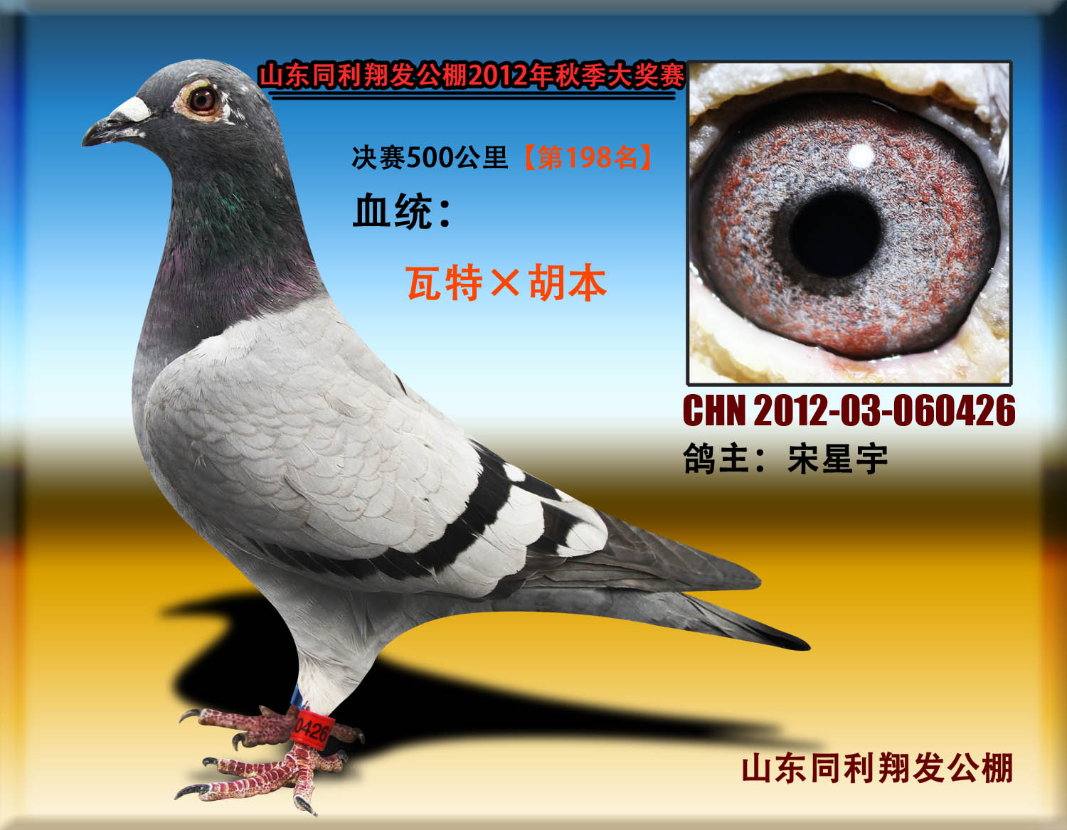 信鸽拍卖_信鸽拍卖价格及图_信鸽拍卖网