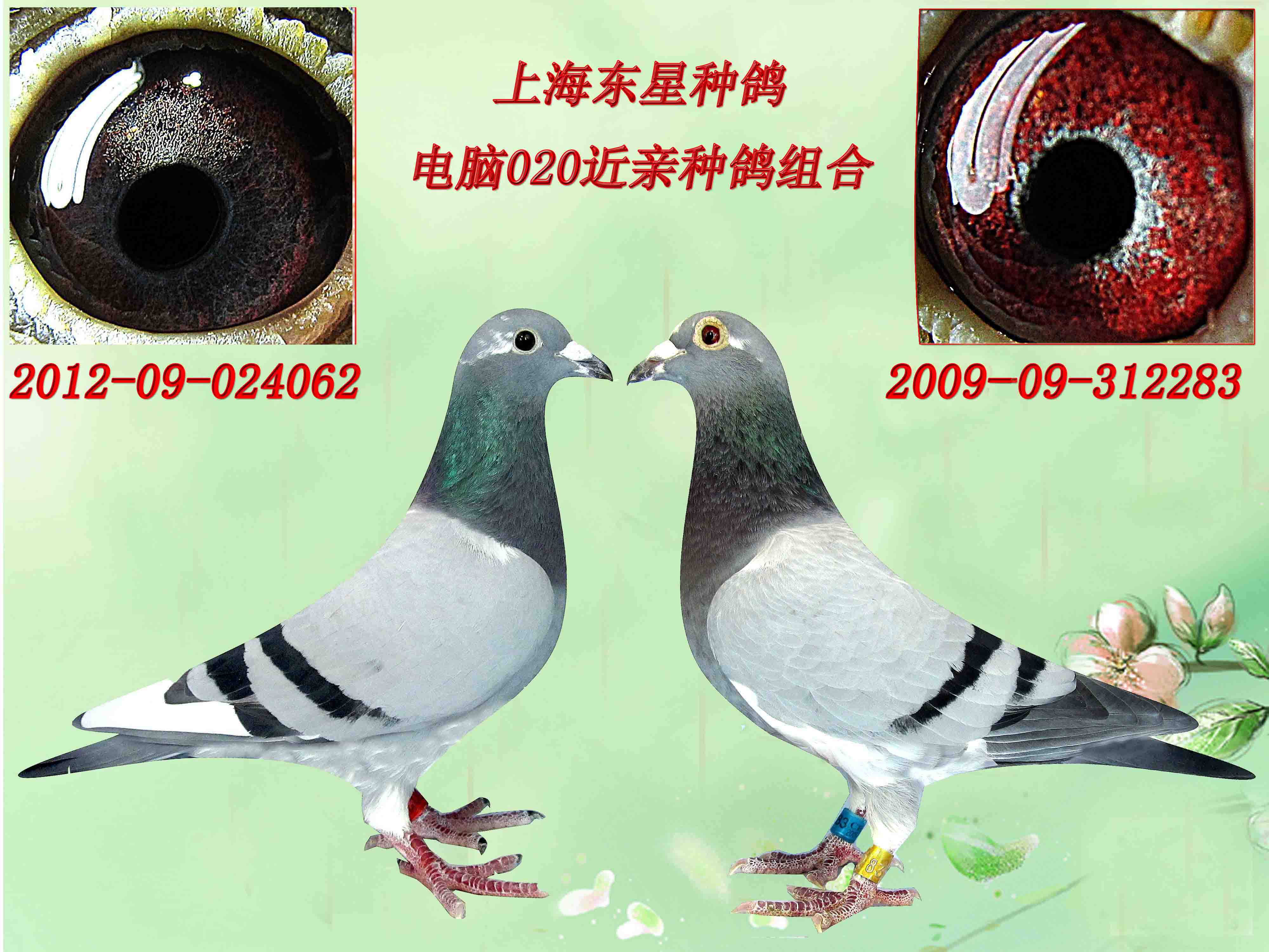 上海东星种鸽舍