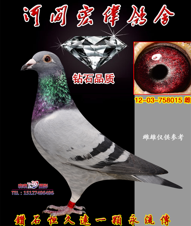 【灰】黑色桑杰士 保证金级 拍卖