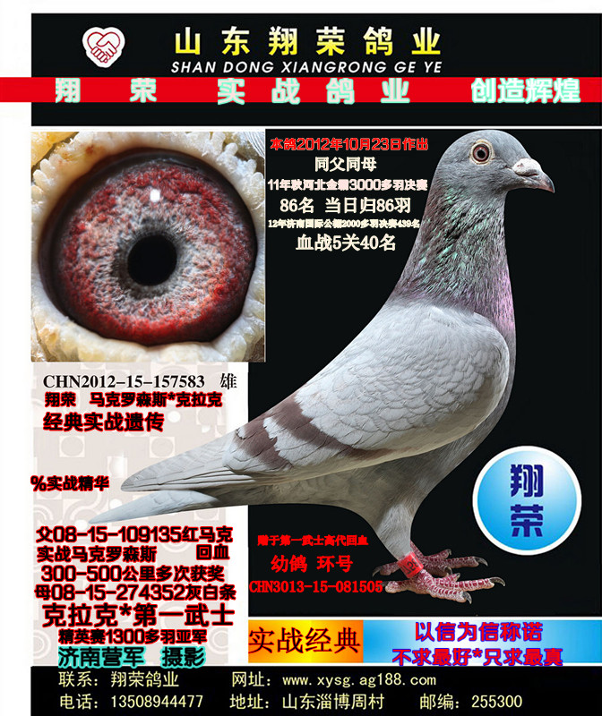 翔荣鸽业 马克罗森斯*克拉克 保证金级 拍卖