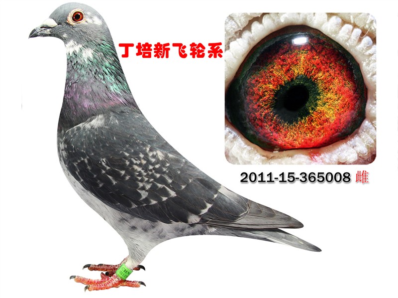 丁培新飞轮系 保证金级 拍卖