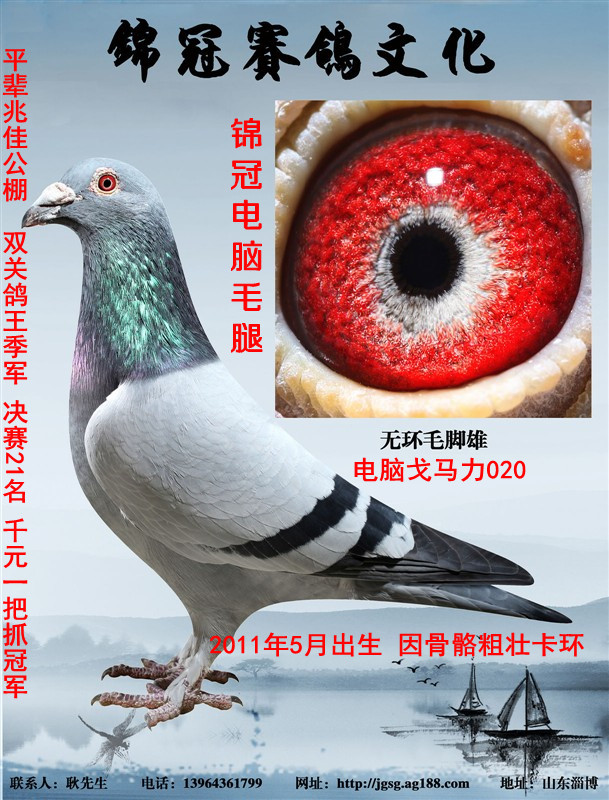 锦冠无环毛腿(鸽王季军平辈) 保证金级 拍卖