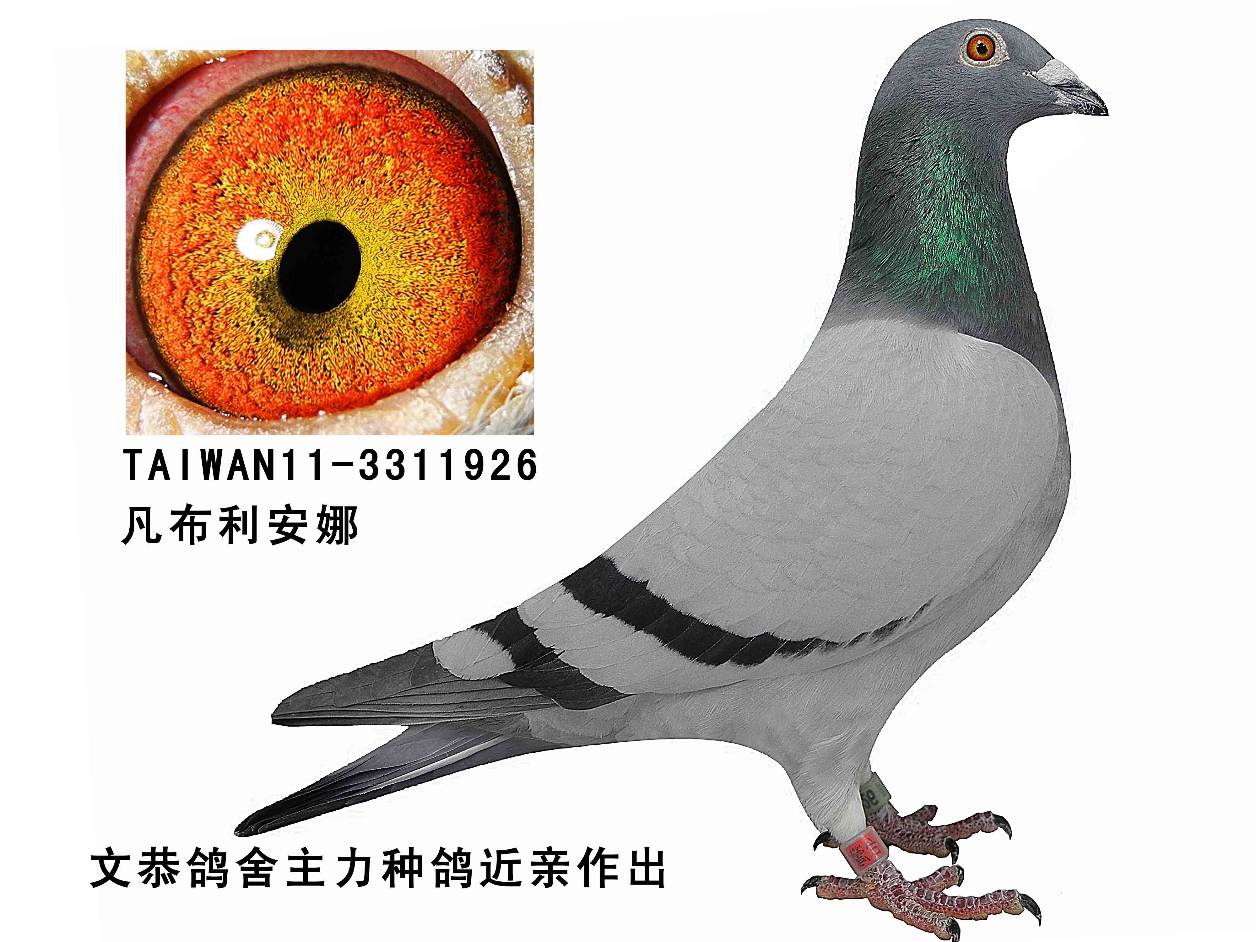 卓文恭2号展品 保证金级 拍卖